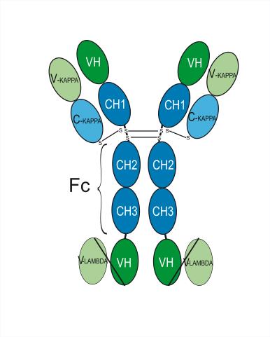 Experimental Validation Results for Cadonilimab